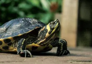 Nature Programs_Reptiles and Amphibians_Kids_School Groups