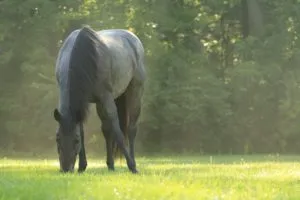 Pony-Rides-Horses-Summer